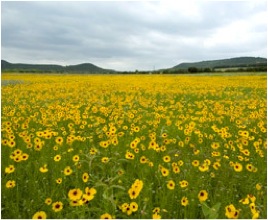 Mckinney in the springtime